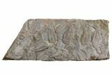 Ordovician Trilobite Mortality Plate - Tafraoute, Morocco #254788-1